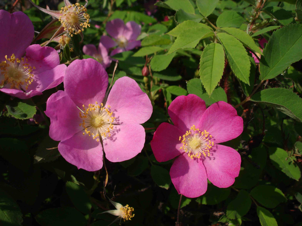 Представитель Семейства Rosaceae